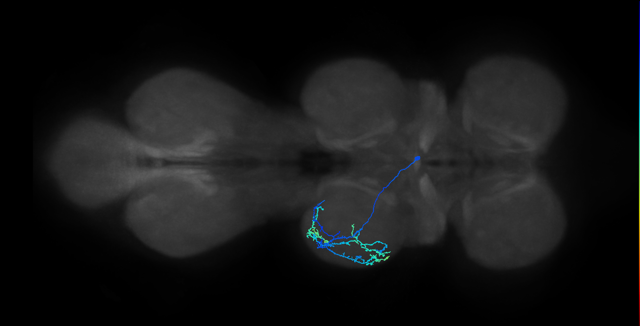 IN13B030_T2_R (MANC:26633)