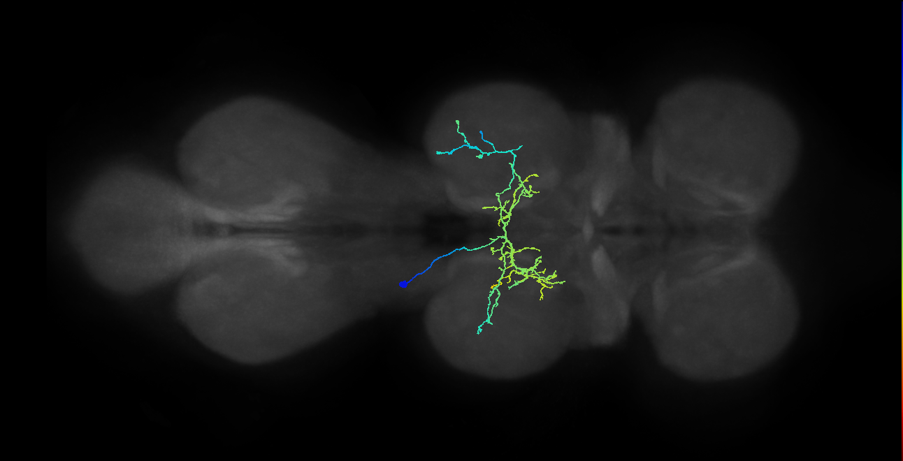 IN12B008_T2_L (MANC:26638)