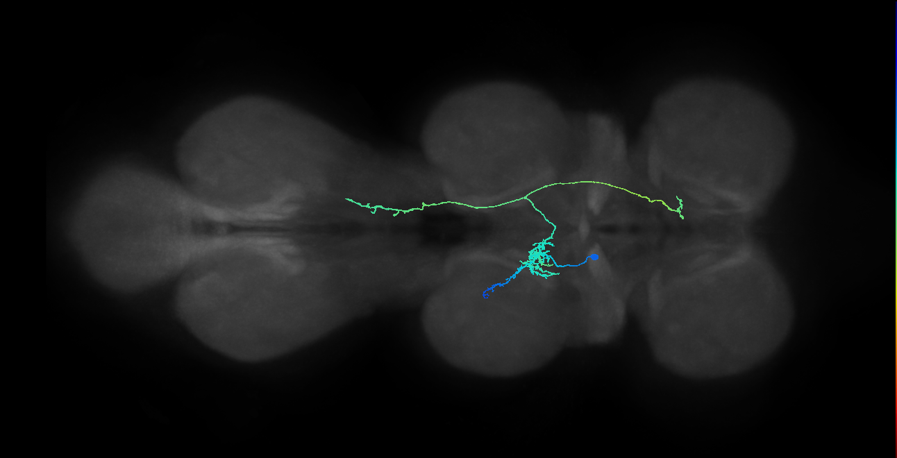 IN10B013_T2_L (MANC:26680)