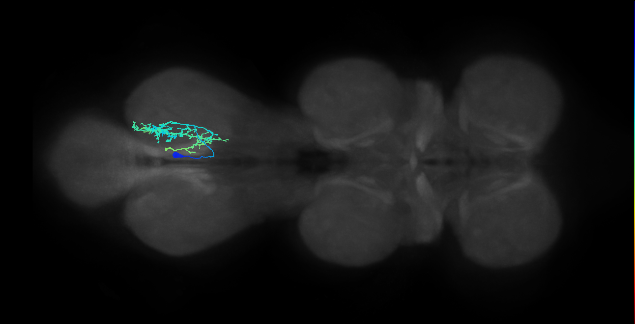 IN14A007_T3_L (MANC:26681)