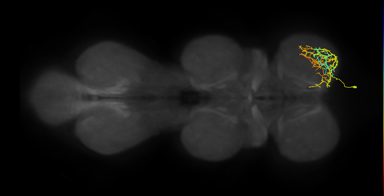 IN16B011_T1_R (MANC:26717)