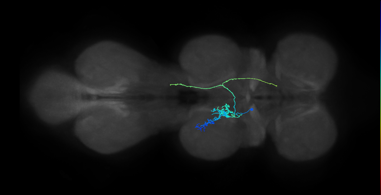 IN10B013_T2_L (MANC:26762)