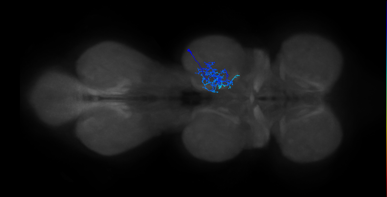 IN01B008_T2_R (MANC:26818)