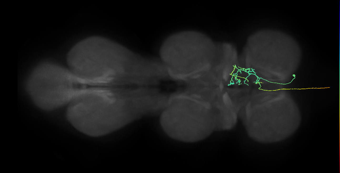 AN10B015_T1_R (MANC:26905)