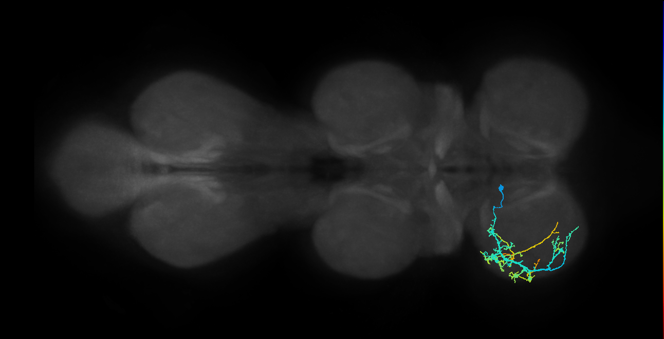 IN04B039_T1_L (MANC:26941)