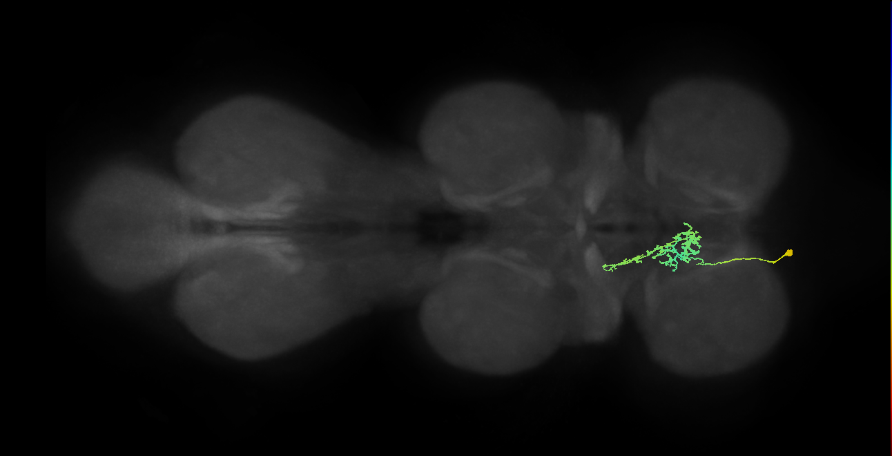 IN09A034_T1_L (MANC:26960)