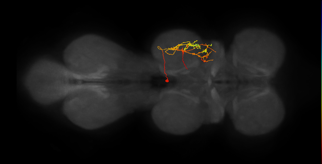 IN11B026_T2_R (MANC:27001)