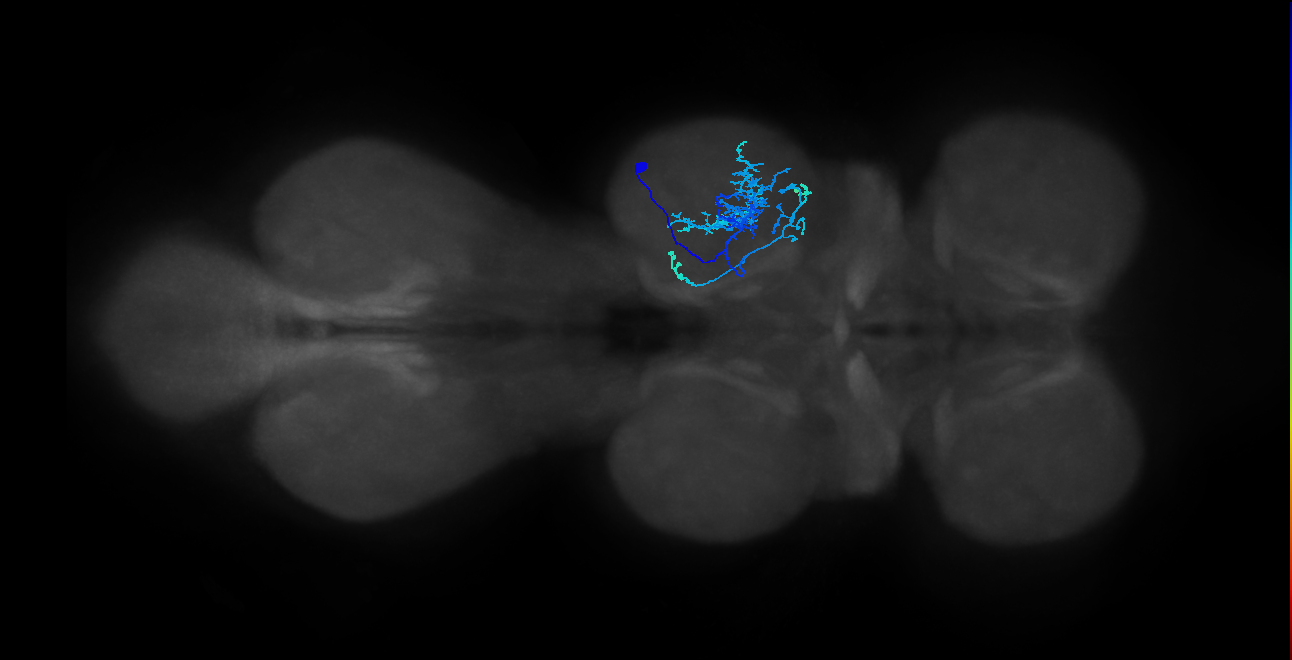 IN01B009_T2_R (MANC:27024)