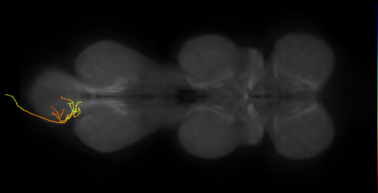 SNxx19_AbN4_L (MANC:27083)