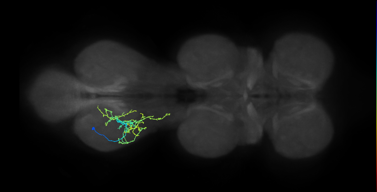 IN16B022_T3_L (MANC:27137)