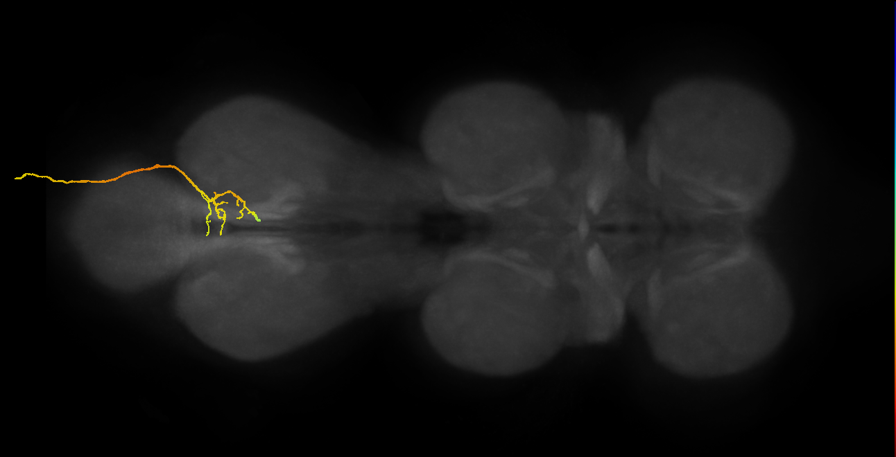 SNxx01_AbN4_R (MANC:27223)