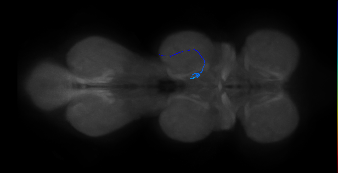 SNch05_MesoLN_R (MANC:27235)
