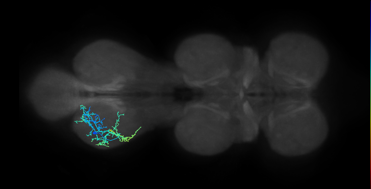 IN16B021_T3_L (MANC:27238)