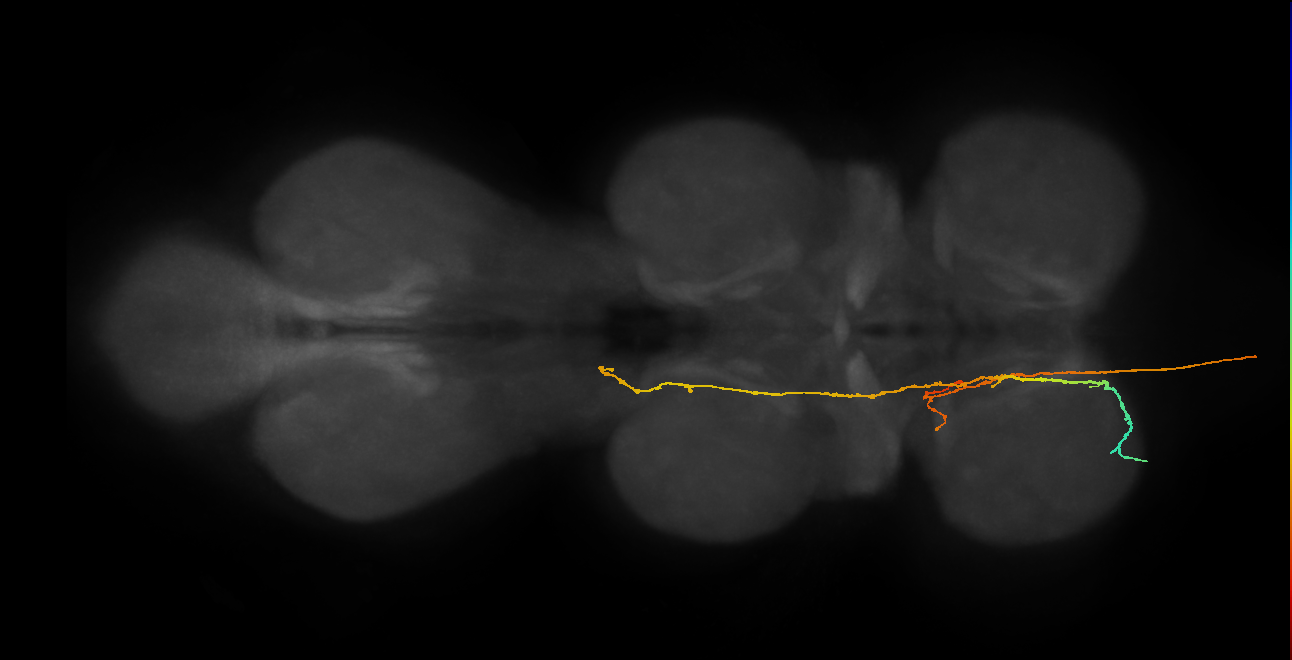 SApp17_PrN_L (MANC:27243)