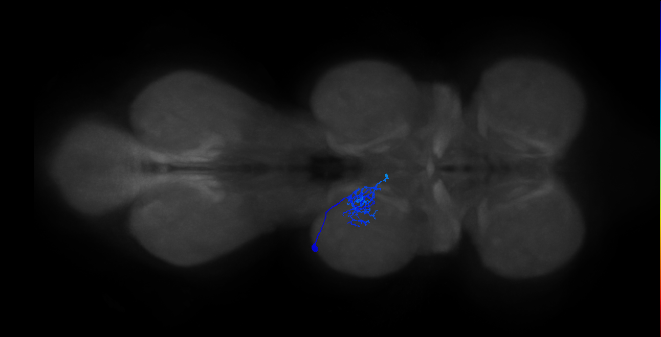 IN01B013_T2_L (MANC:27344)