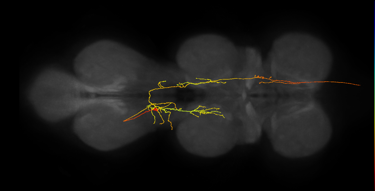 AN19B089_T3_L (MANC:27383)