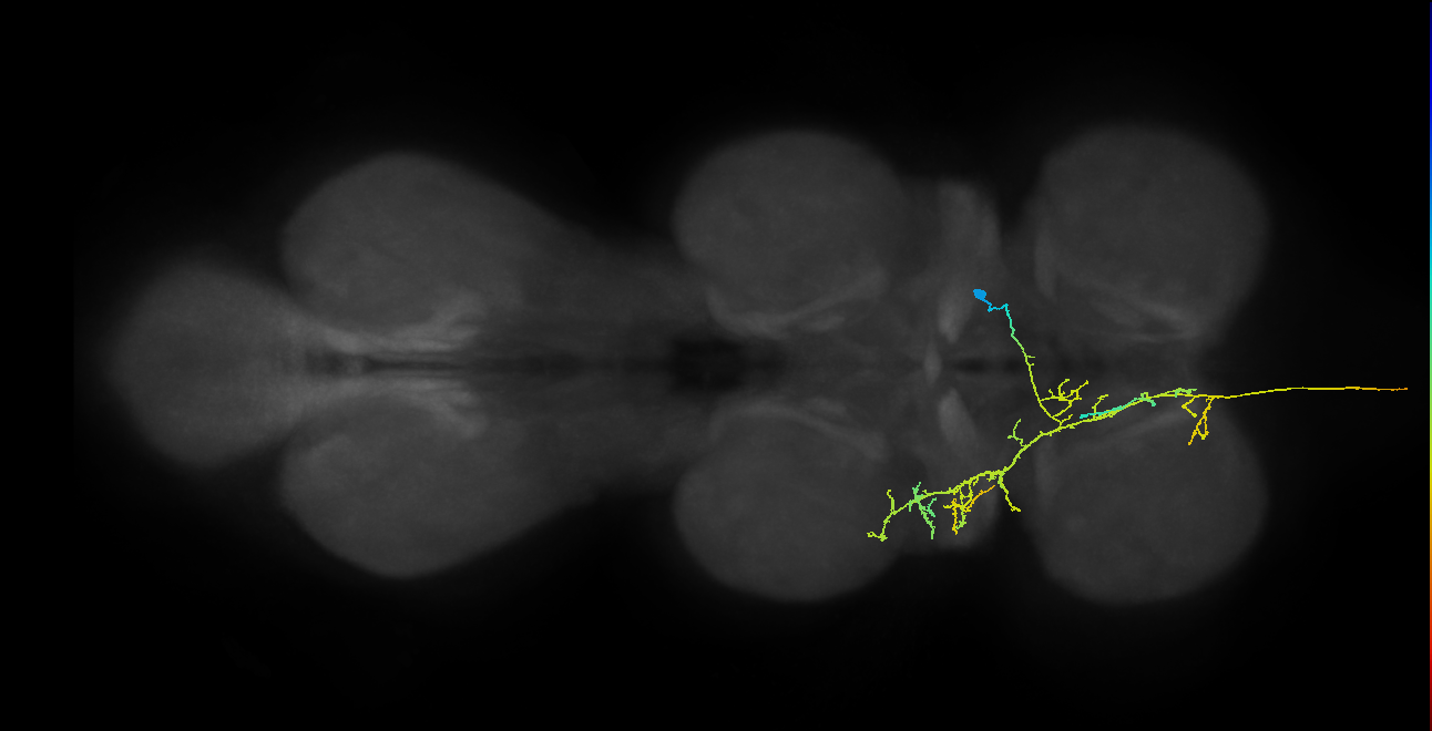 AN12B023_T1_R (MANC:27399)