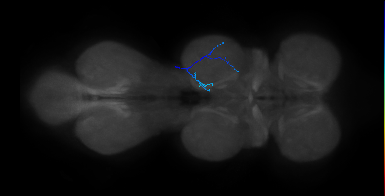 SNpp41_MesoLN_R (MANC:27449)