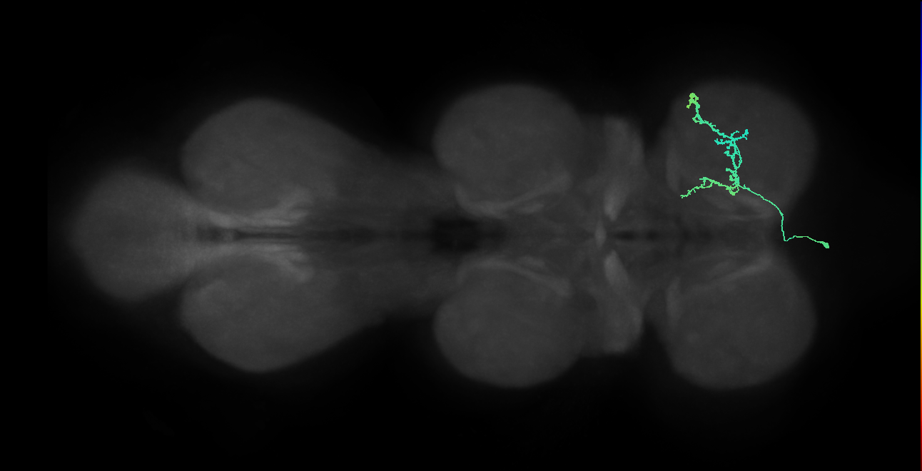 IN14A007_T1_L (MANC:27464)