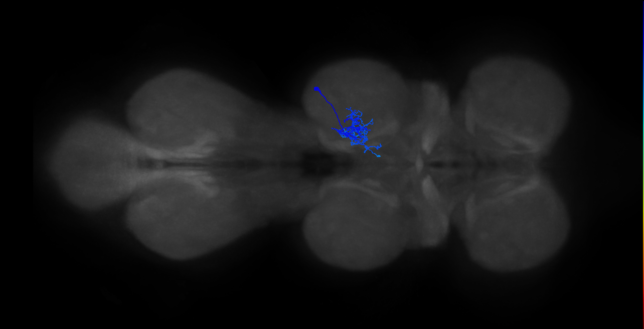 IN01B013_T2_R (MANC:27469)