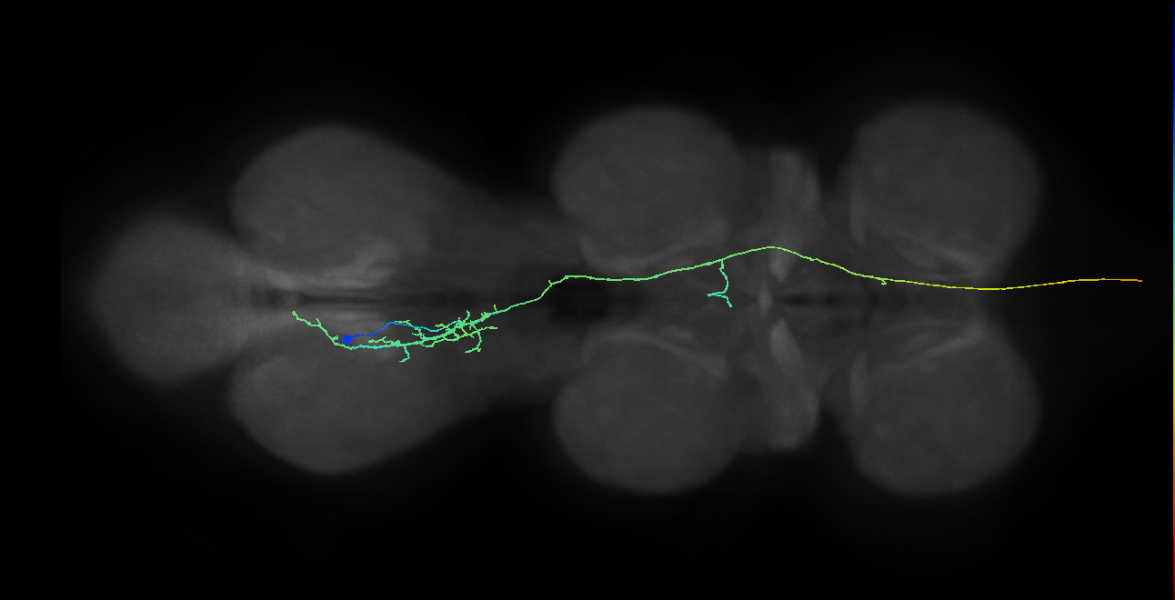 AN10B010_T3_L (MANC:27680)
