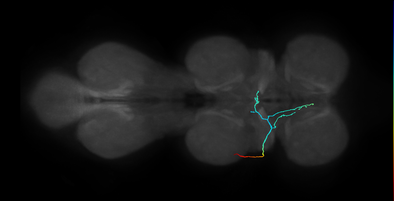 SNta10_PDMN_L (MANC:27700)