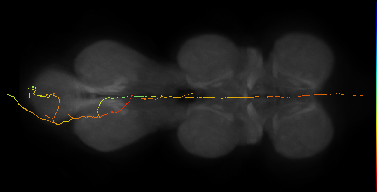 SAxx11_AbN4_L (MANC:27923)