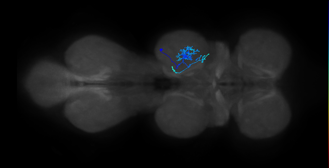 IN01B009_T2_R (MANC:27974)