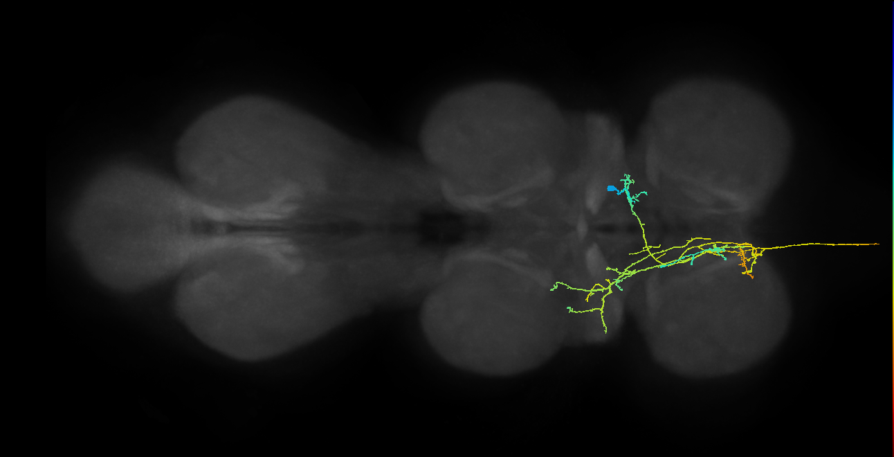 AN12B023_T1_R (MANC:27977)