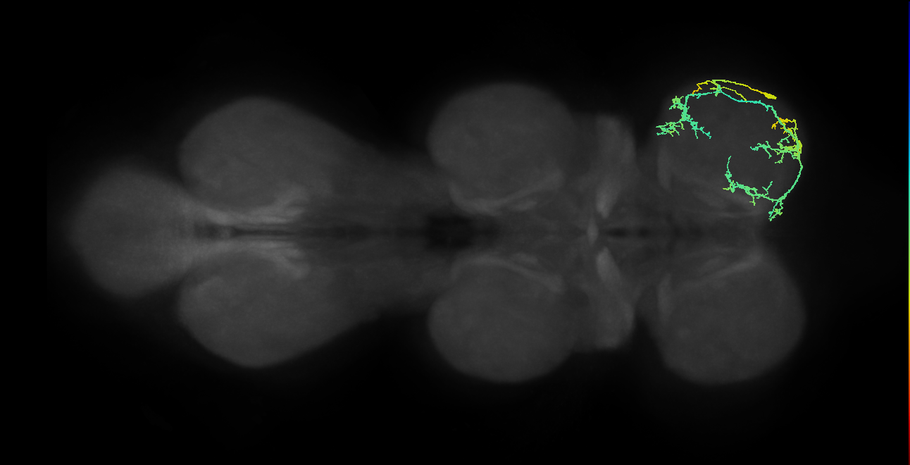 IN19A033_T1_R (MANC:28028)