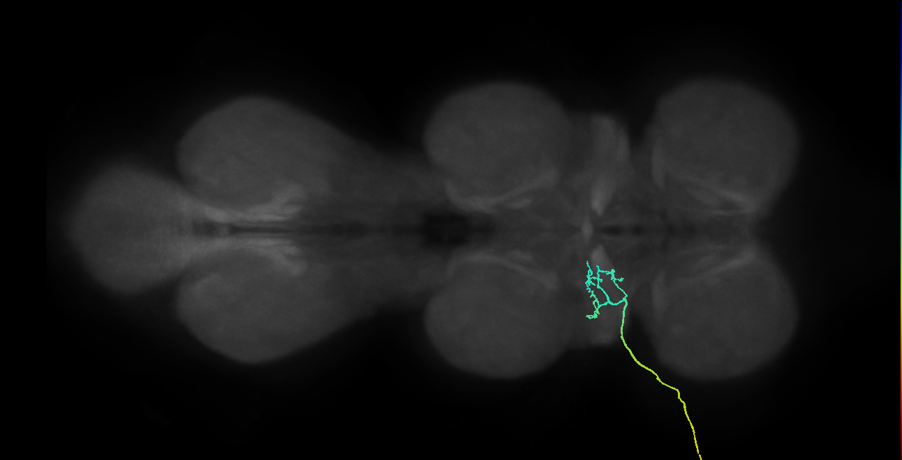 SNta02_ADMN_L (MANC:28208)