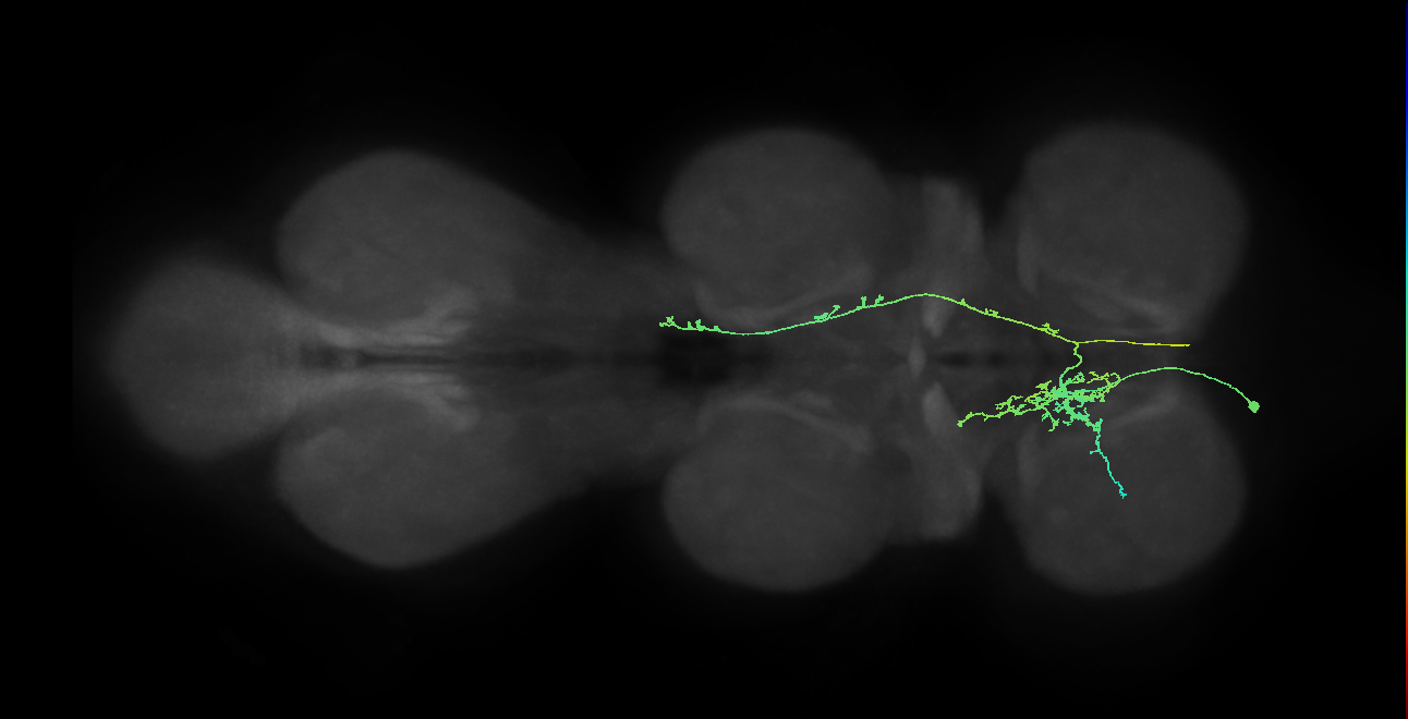 IN10B017_T1_L (MANC:28231)