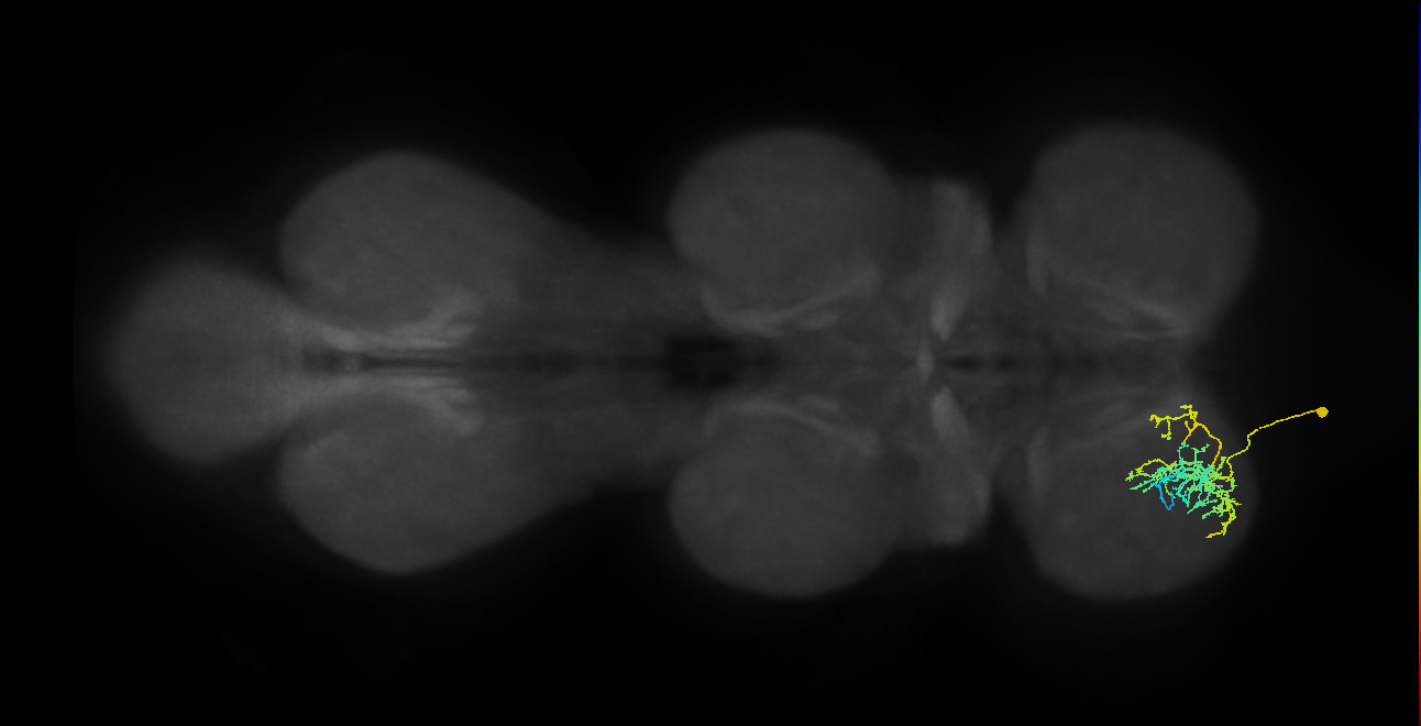 IN16B021_T1_L (MANC:28286)