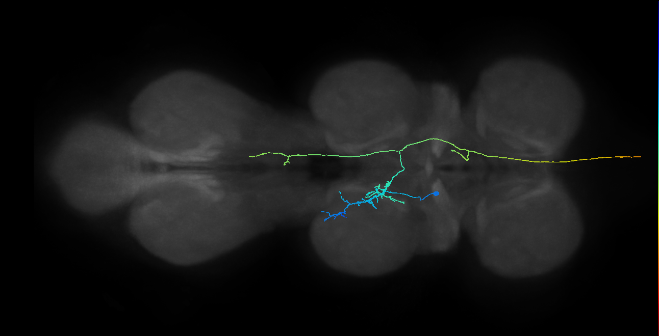 AN10B010_T2_L (MANC:28297)