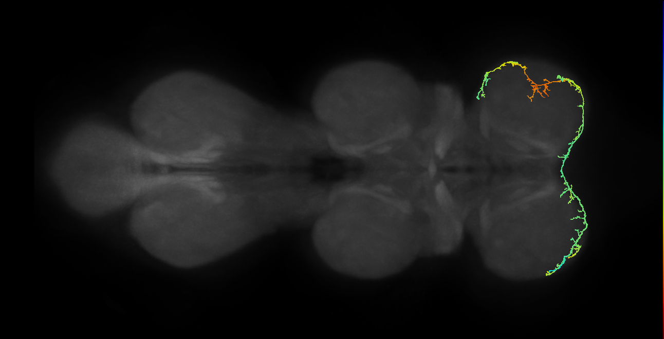 IN19A038_T1_L (MANC:28314)