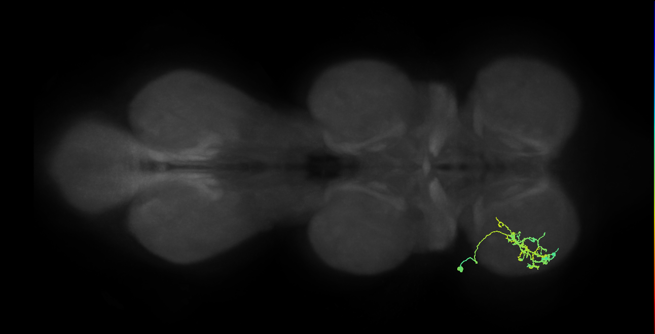 IN21A040_T1_L (MANC:28316)