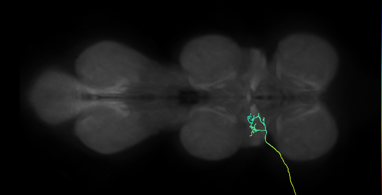 SNta02_ADMN_L (MANC:28332)