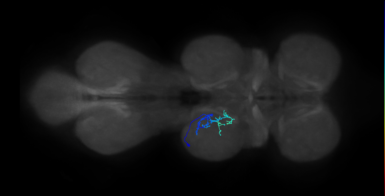 IN01B015_T2_L (MANC:28340)