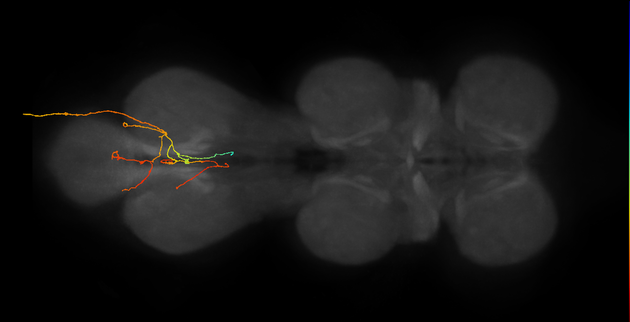 SNxx04_AbN3_R (MANC:28369)