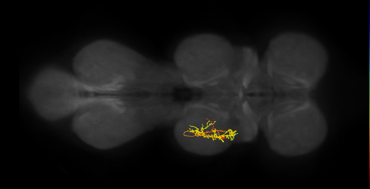 IN11B027_T2_L (MANC:28381)