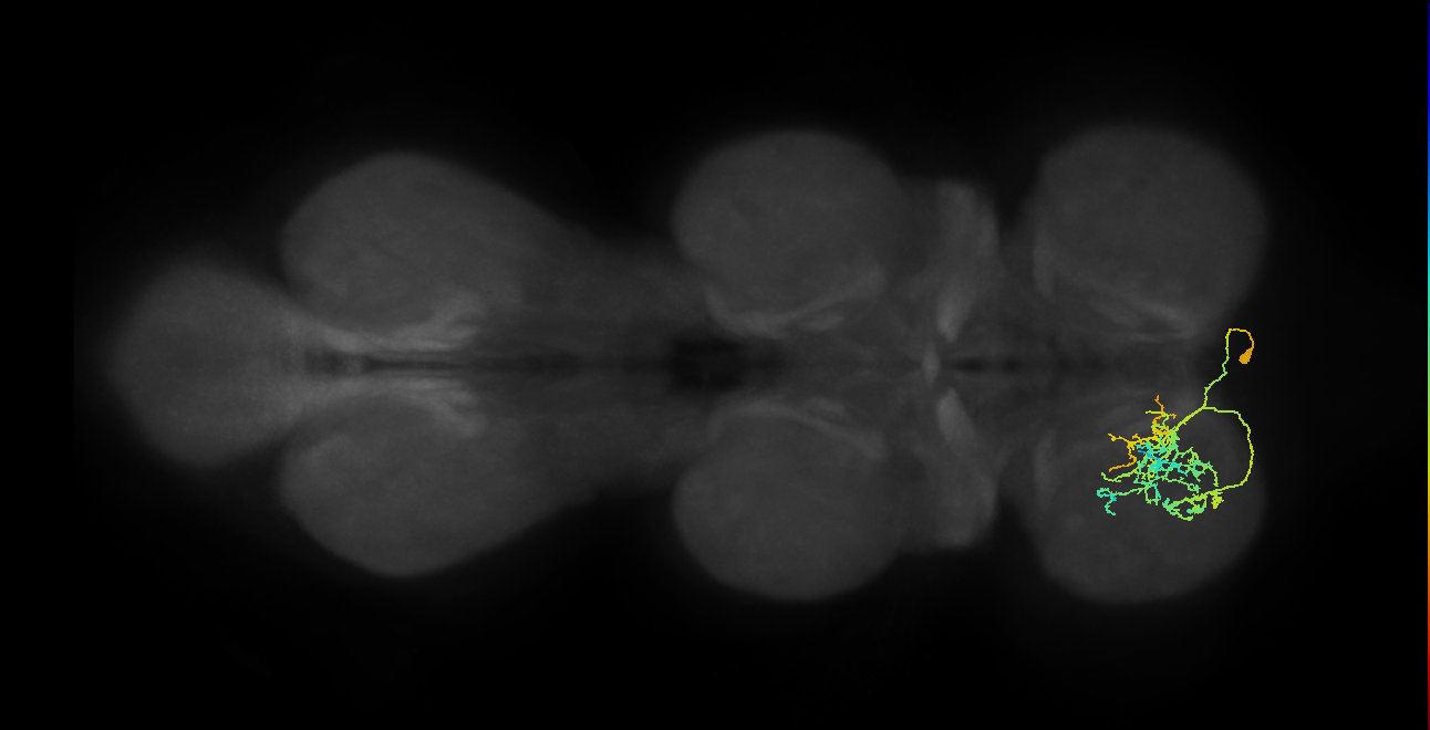 IN01A074_T1_R (MANC:28398)