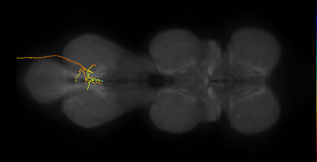 SNxx13_AbN3_R (MANC:28427)