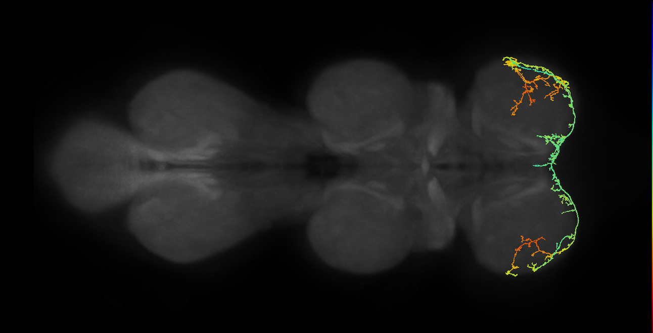 IN19A038_T1_R (MANC:28449)