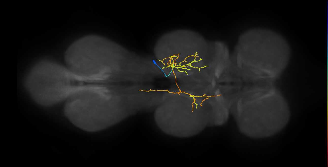 IN06A060_T2_R (MANC:28551)