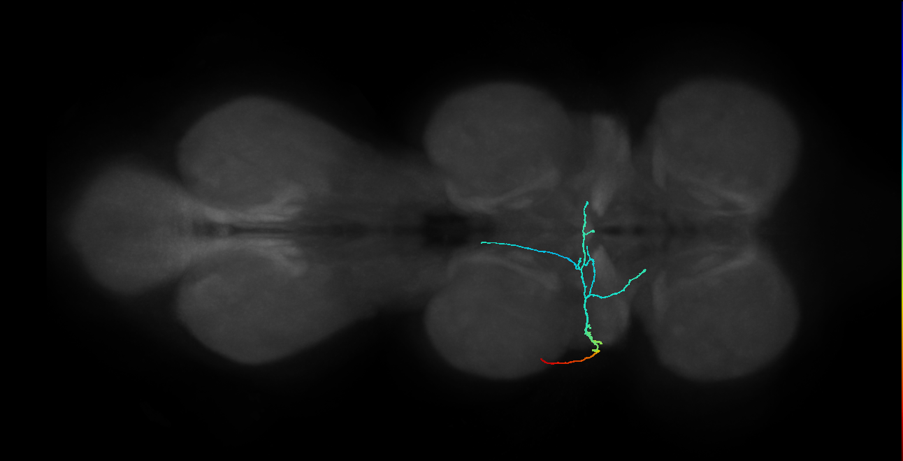 SNta09_PDMN_L (MANC:28608)
