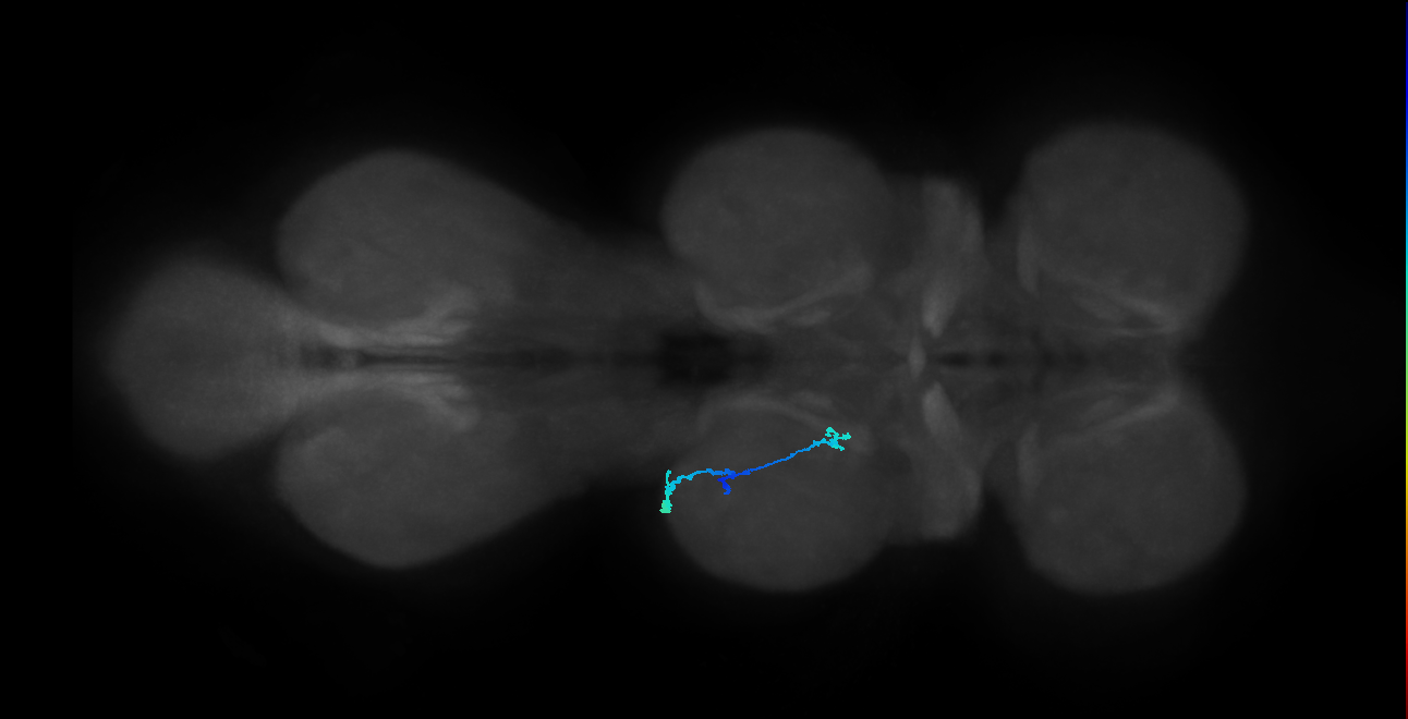 SNpp38_MesoLN_L (MANC:28655)