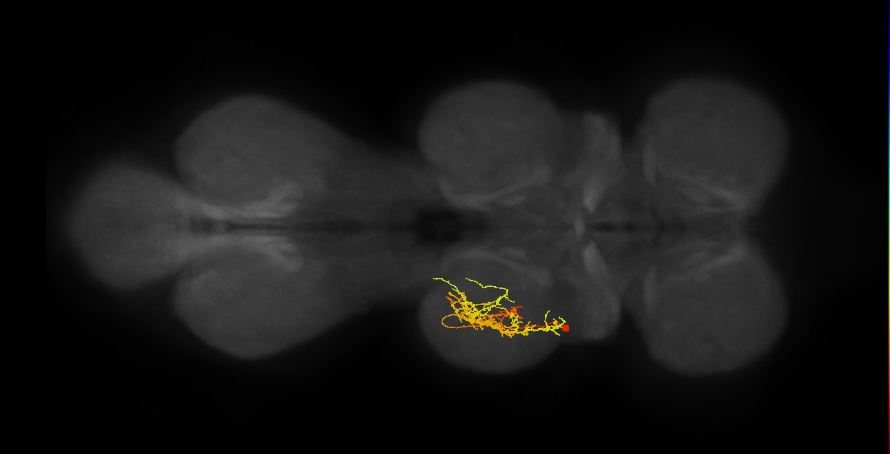 IN11B032_T2_L (MANC:28701)