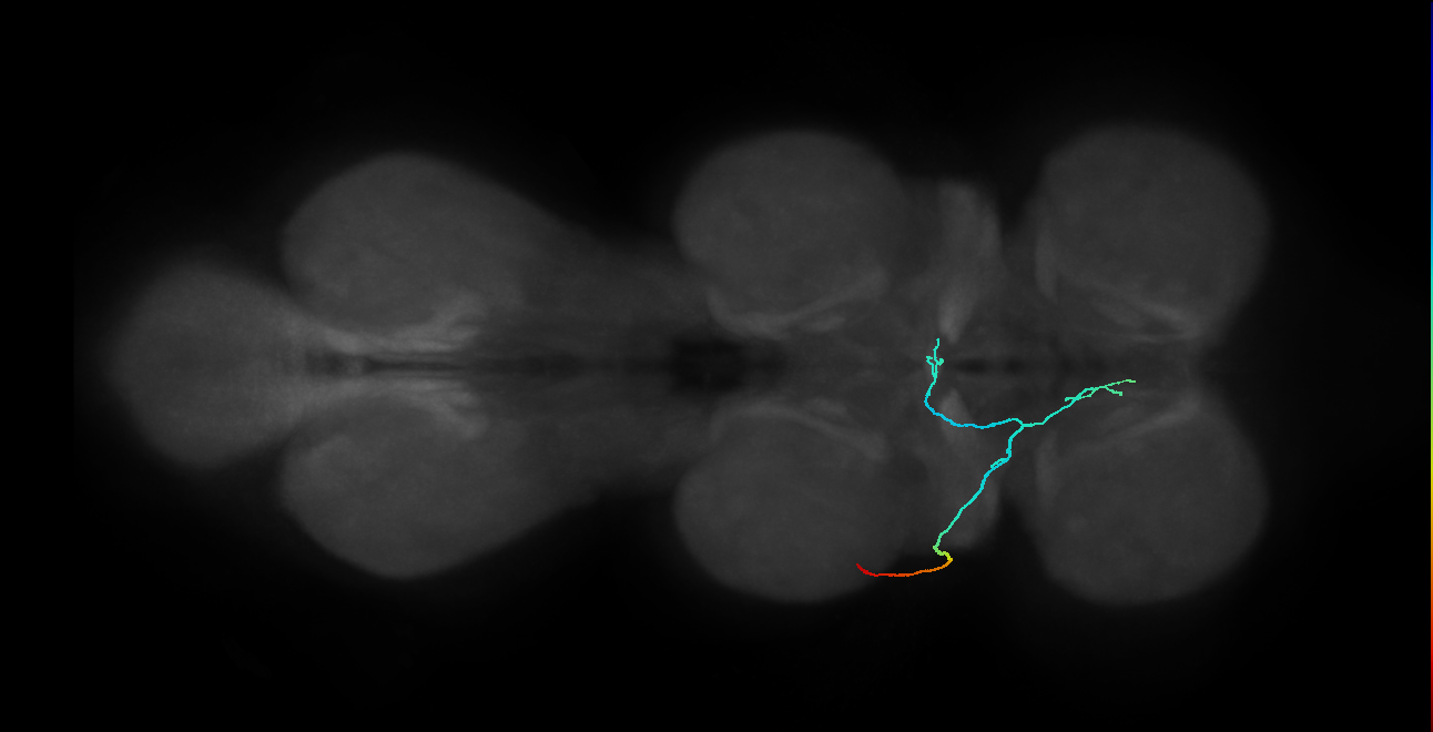 SNta11_PDMN_L (MANC:28710)