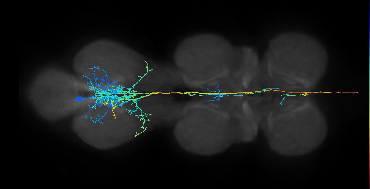 AN05A002_T3_L (MANC:28731)