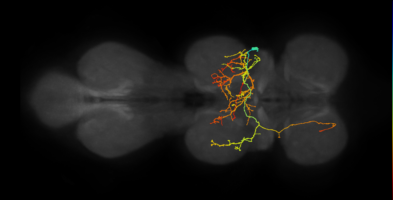 IN08B035_T2_R (MANC:28746)